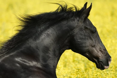 1920x1080 Black Stallion Head Wallpapers