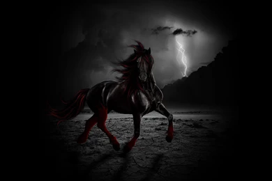Black Stallion Hd Wallpapers ~ The Wallpapers Database