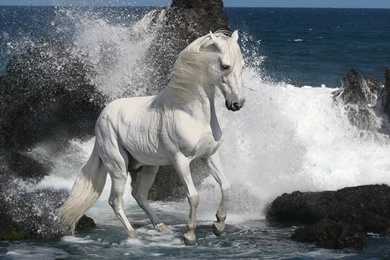 White Stallion Wallpapers And Images   Wallpapers, Pictures, Photos