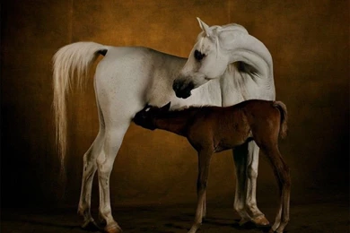 Horses Wallpapers » Blog Archive » White Stallion With Baby Horse ...