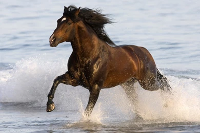 Pictures Of A Stallion Wallpapers