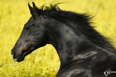 Wallpapers Men In Black Stallion Horse Mustang Animals Hd ...