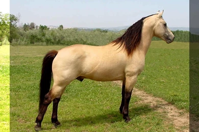 Morgan Stallion   (