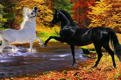 Horses Black Playfulness Couple River White Two Autumn Stallion ...