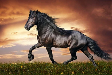 Arabian Stallion   (