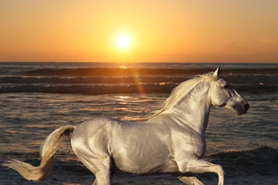 Download Wallpapers 2560x1024 Nature, Stallion, Horse, Animals ...