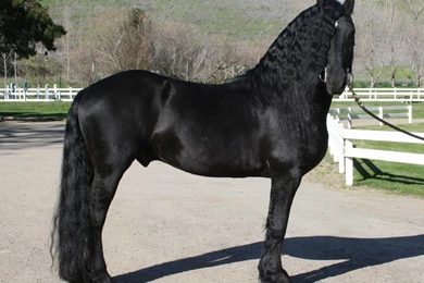 Beautiful Friesian Stallion Horse Hd Wallpapers