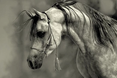 Grey Arabian Stallion Wallpapers