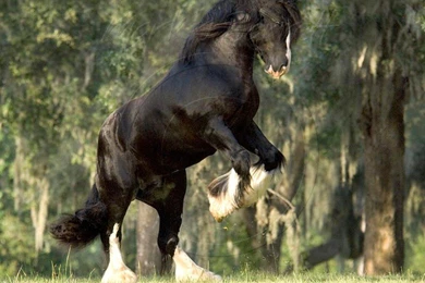 Horses: Black Horse Animal Cavalo Stallion Wallpapers HD For HD 16 ...
