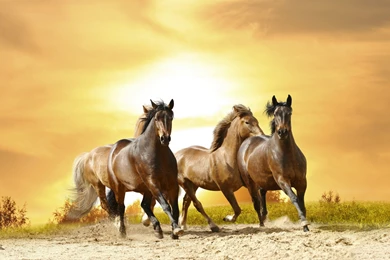 Horses: Horse Animals Stallion Wild Cool Wallpapers For HD 16:9 ...