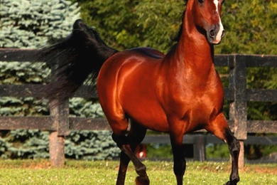 PRANCING ARABIAN STALLION WALLPAPER   (