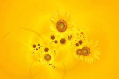 Yellow Flower Wallpapers