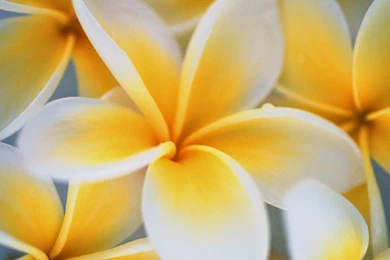 Pressed Flower Delights: Yellow Flower Wallpapers