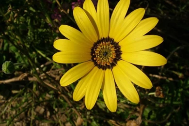 Flower Wallpapers Tumblr Hd Black And White Widescreen Download For ...