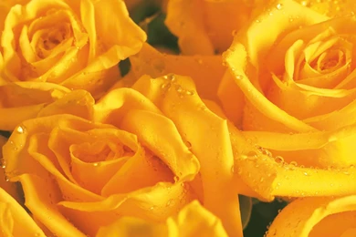 Pressed Flower Delights: Yellow Flower Wallpapers