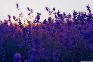 Lavender Field And Sunset Wallpapers Full HD [2560x1600]   Free ...