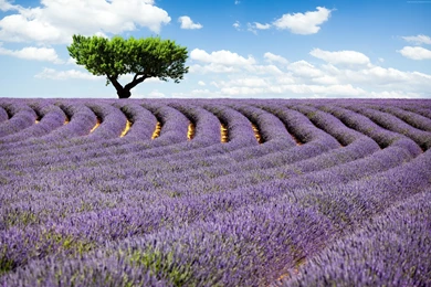 Lavender Field Wallpaper, Nature / Meadows: Lavender Field ...