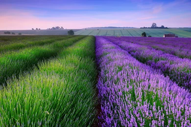 96 Lavender HD Wallpapers
