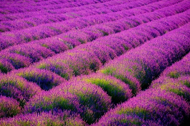Abstract Lavender Flowers Field High Definition Wallpapers For ...