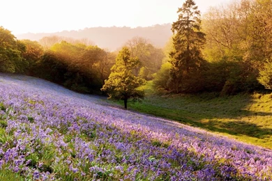 Field With Lavender   ImgMob