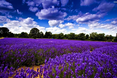 Lavender Field Under The Clear Sky, Cloud, Flower, Tree, Nature ...