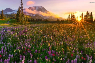 Lavender Field Lovely Sunrise Wallpapers