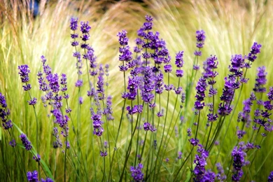 Download Wallpapers 3840x2400 Lavender, Field, Blur, Sharpen Ultra ...