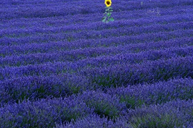 Download Wallpapers Sunflower In Lavender Field (1440 X 900 ...