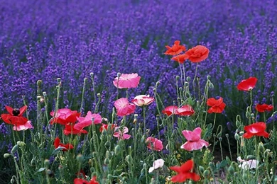 Colorful Poppies And Lavender Field Pictures 40   Wallcoo.net