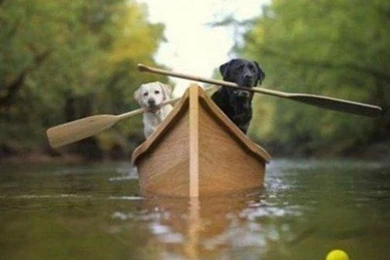 Dogs Rowing Wallpapers   (