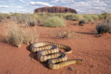 Woma Python Uluru National Park Australia   Free Animals Wallpapers ...