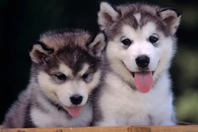 Cute Puppies Running Wallpapers