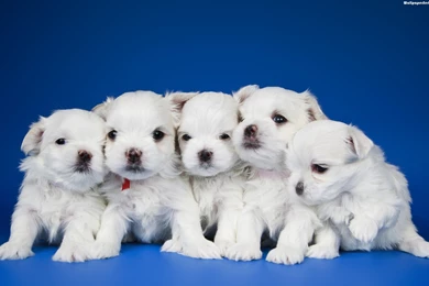 Cute White Puppies Images Wallpapers : Animal Wallpapers   Timbena.com