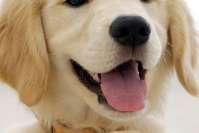 Puppies Live Wallpapers   Android Apps On Google Play