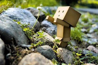 Danboard, Yotsubato, Wallpapers (