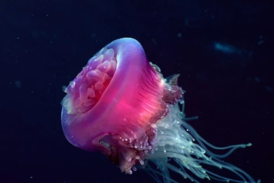 Beautiful Sea Life 1920x1200 Wallpapers,Sea Life 1920x1200 ...