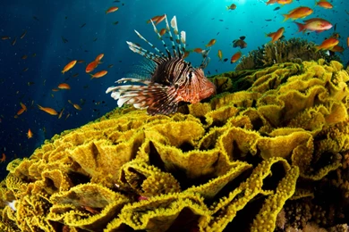 Sea Life Widescreen Wallpapers