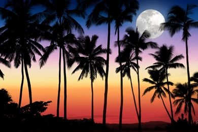 Tropical Sunset Collection (36+)