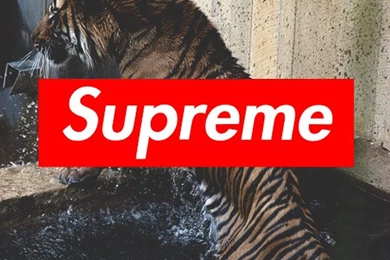 Professional Everything ist. — Such Swag. Creds: John Horsten.