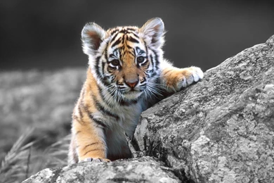 Tiger Hd Wallpapers