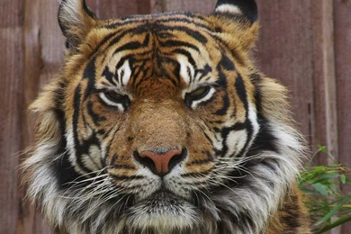 Tiger Wallpapers Free Download   Widescreen HD Wallpapers