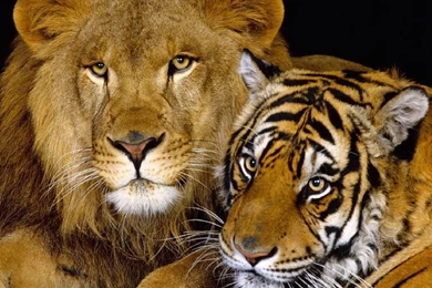 Lion With Tiger Wallpapers   Free Download