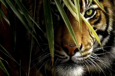 High Definition Tiger Wallpapers For Free Download