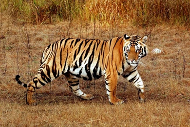 Free HD Download Tiger Images