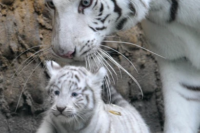 Cute White Tiger And Cubs Photo Picture HD Wallpapers Free Download ...