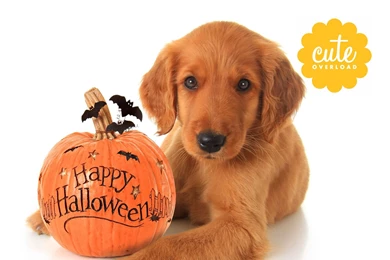 October Wallpapers Of The Month — Cute Overload