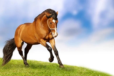 Horses Wallpapers Collection (40+)