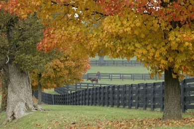 Horse Farm Wallpapers