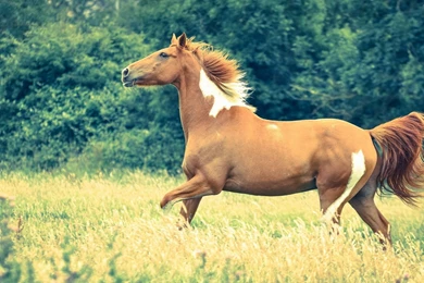 Pretty Horse Field Wallpapers 44833 1920x1080 Px ~ HDWallSource.com