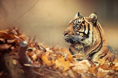 Tiger Twitter Cover & Twitter Backgrounds